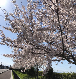 桜が満開です！