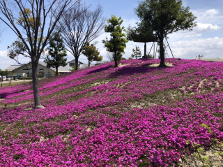 芝桜が見ごろを迎えました