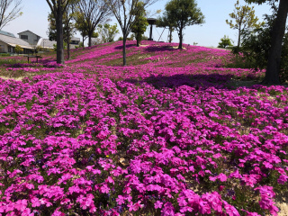 芝桜が満開です