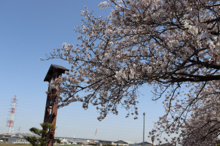桜が見頃を迎えました