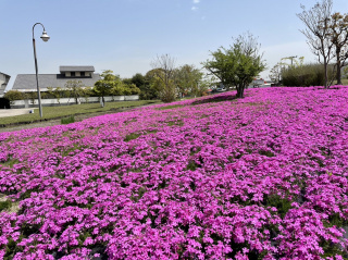 芝桜が見ごろを迎えました
